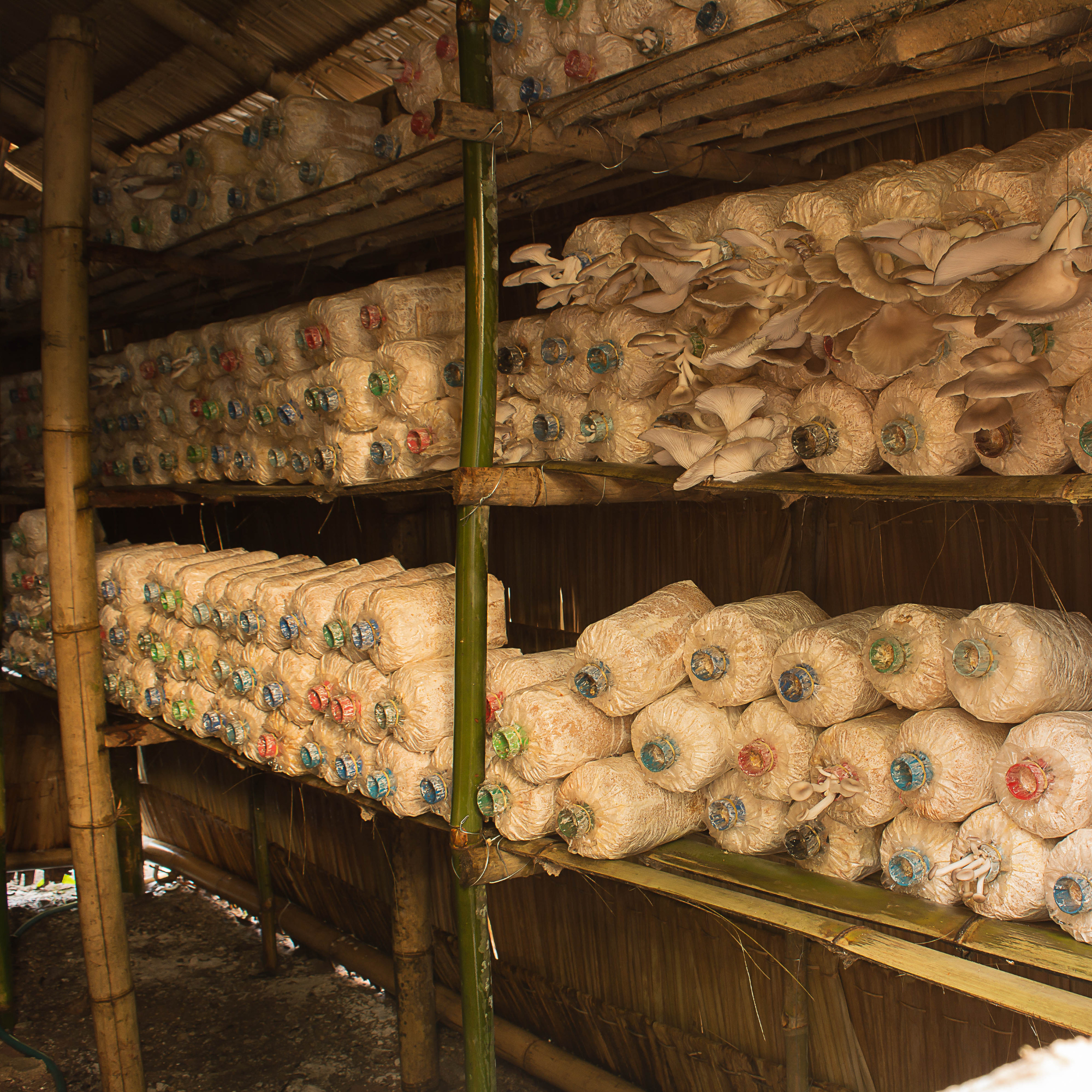 Mushroom Farms